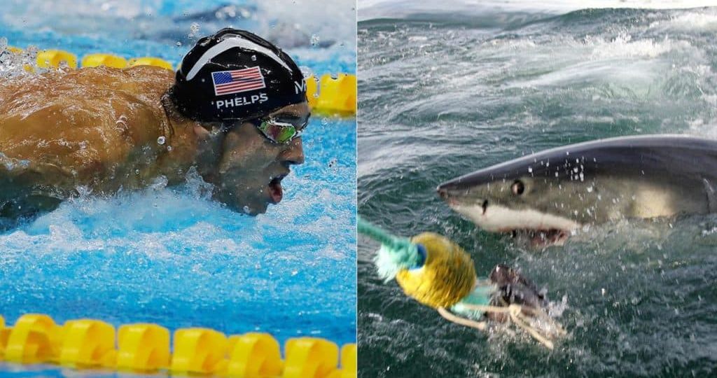 michael-phelps-vs-great-white