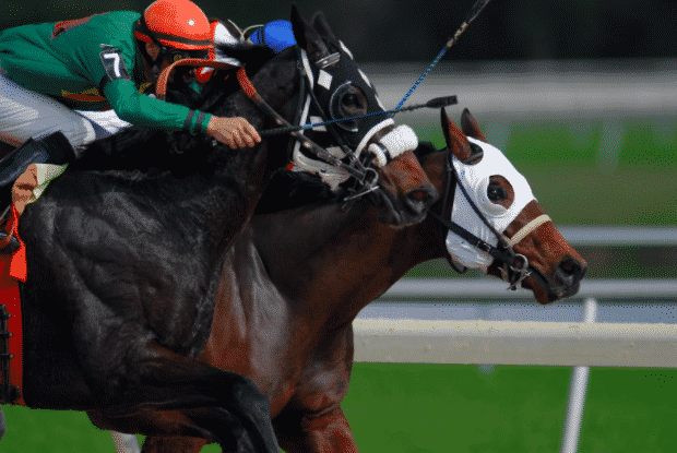 Horse Race Results Prediction Guide & Cards