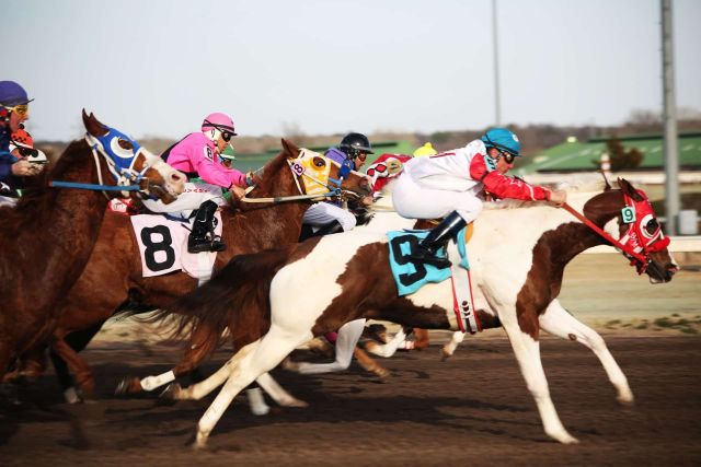horses-2523301_1920